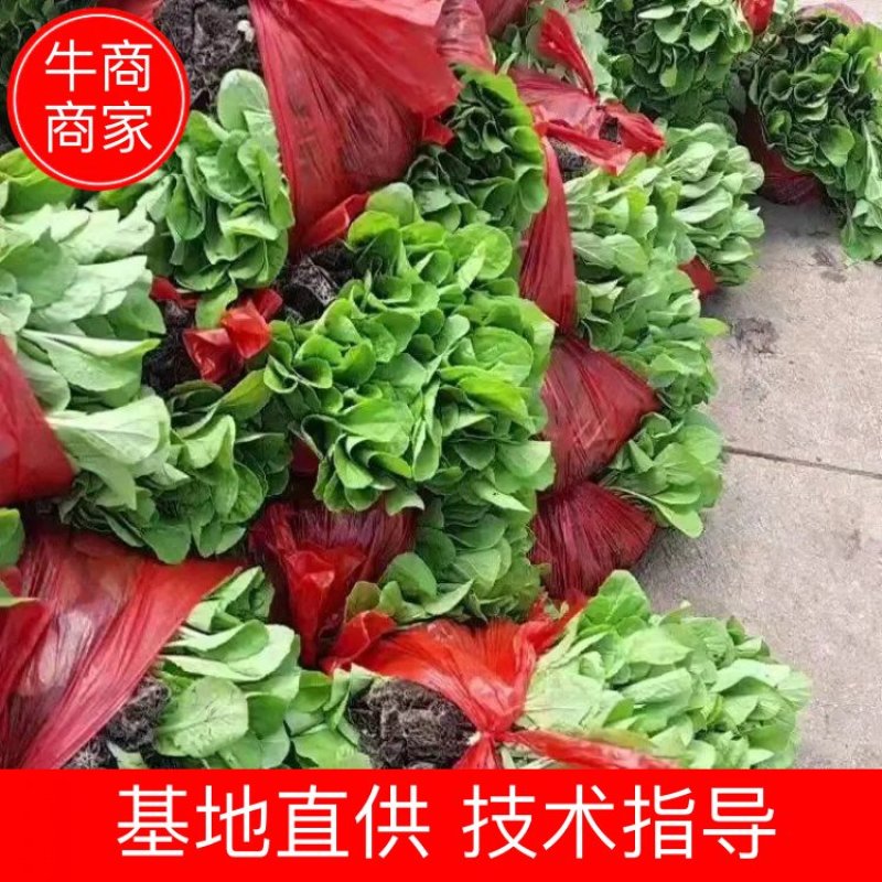 白菜苗，产地直发，量大优惠，欢迎各地朋友前来选购