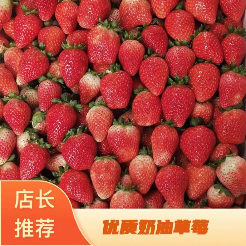 邳州市港上镇奶油草莓,产地对接，保质保量发货全国市场