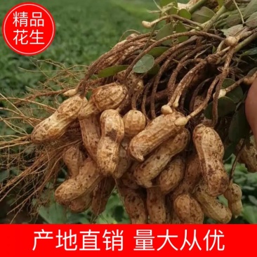 【鲜花生】精品白沙系列花生产地现挖可视频看货