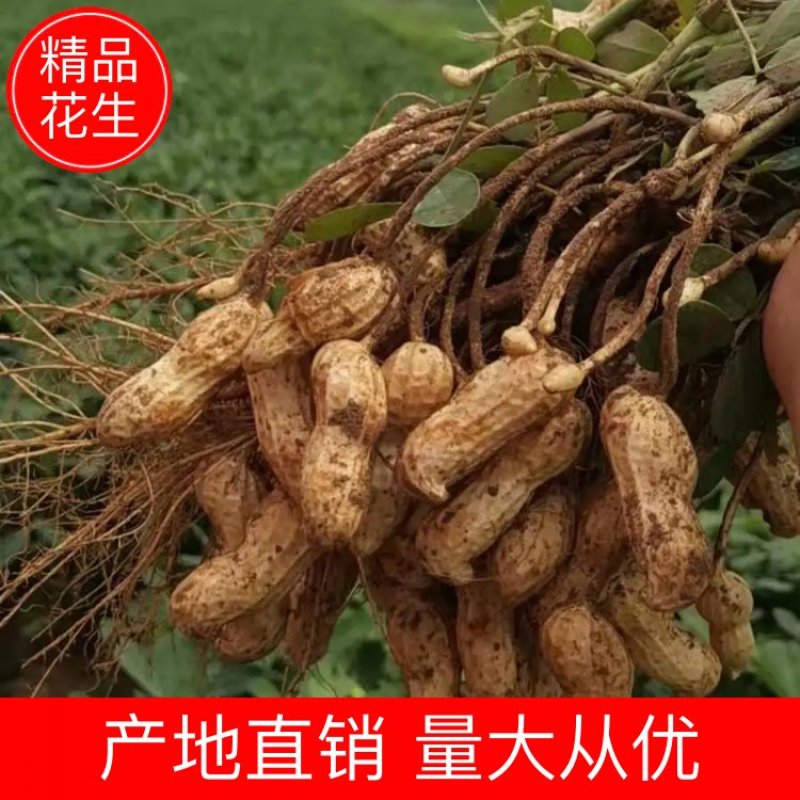 【鲜花生】精品白沙系列花生产地现挖可视频看货