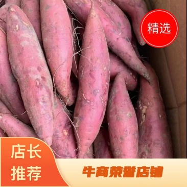 祥符沙地西瓜红红薯，软糯香甜。欢迎各位老板前来选购。