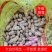 精品大白沙花生上市啦一手货源产地直供可以视频看货