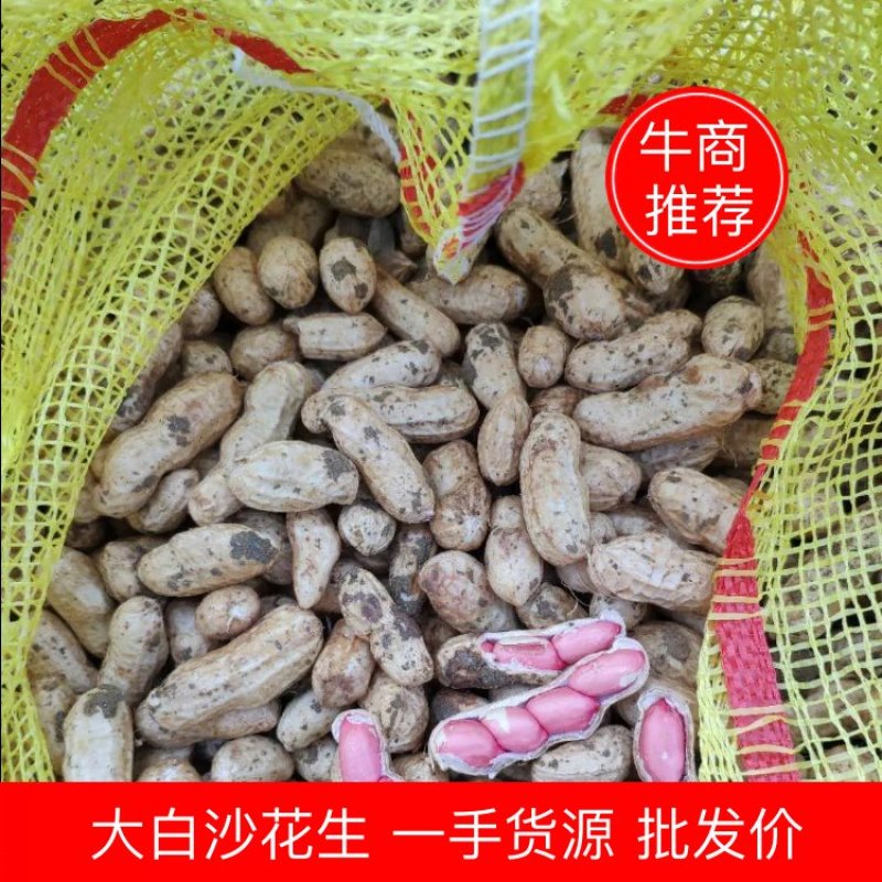 精品大白沙花生上市啦一手货源产地直供可以视频看货