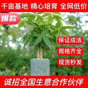 【千亩基地】精品五编发财树小盆栽产地批发五福/迷你编规格齐全