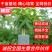 【千亩基地】精品五编发财树小盆栽产地批发五福/迷你编规格齐全