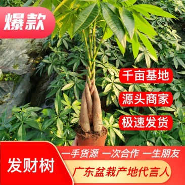 【基地直供】发财树小盆栽五编/辫子发财树盆景全国批发
