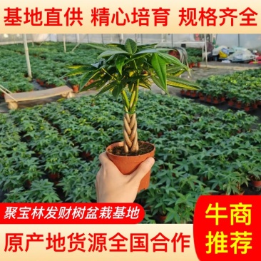 【基地直供】精品五编发财树小盆栽迷你编辫子发财树