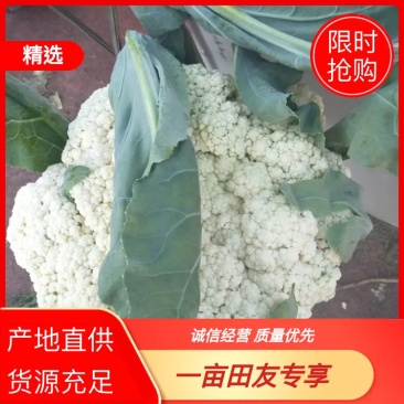 精品白面青梗松花菜适中乳白3斤欢迎咨询