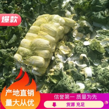 精品娃娃菜10两以上以上货源充足基地直供！