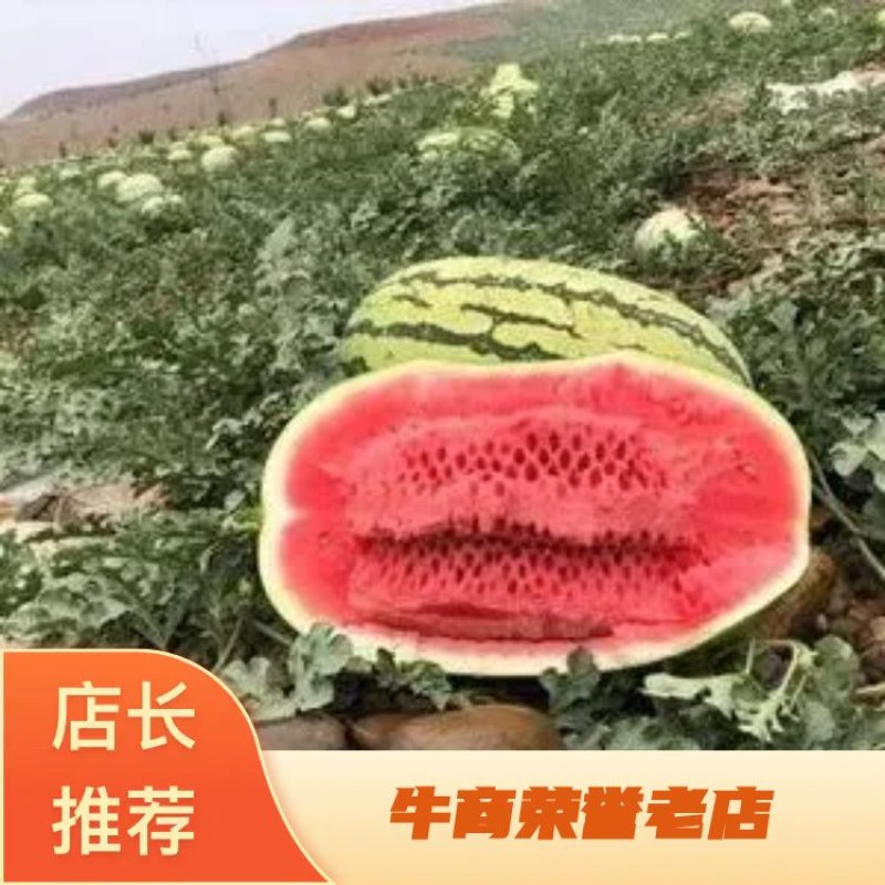 宁夏万亩精品硒砂瓜大量供应，产地直发，代发全国