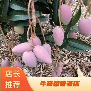 广西百色贵妃芒果大量上市，质量保证，支持全国发货