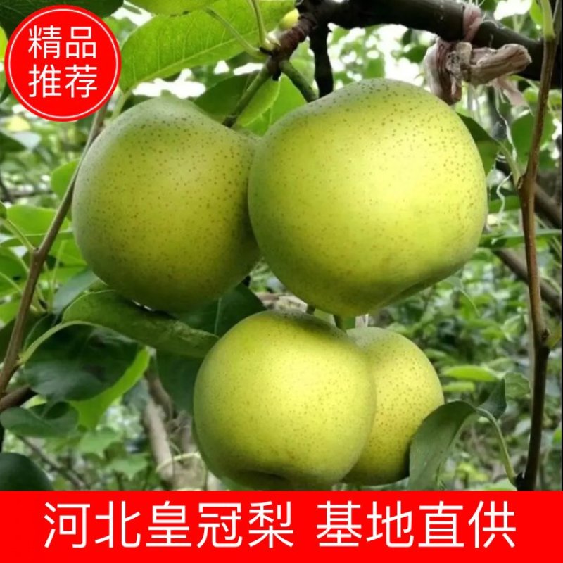 【推荐】河北泊头皇冠梨上市中货源充足量大价优