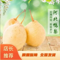 【推荐】水晶鸭梨、膜袋鸭梨、皇冠梨，现货供应全国发货