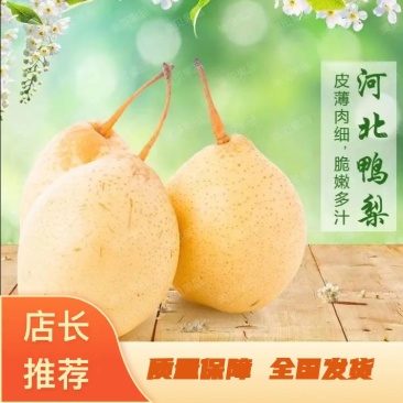 【推荐】水晶鸭梨、膜袋鸭梨、皇冠梨，现货供应全国发货