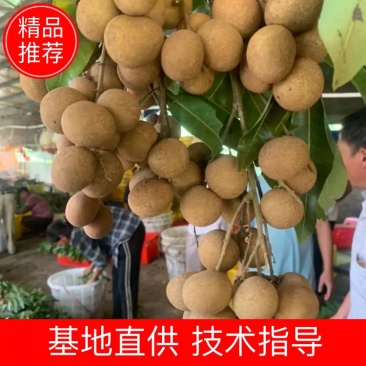 精品储良，大果