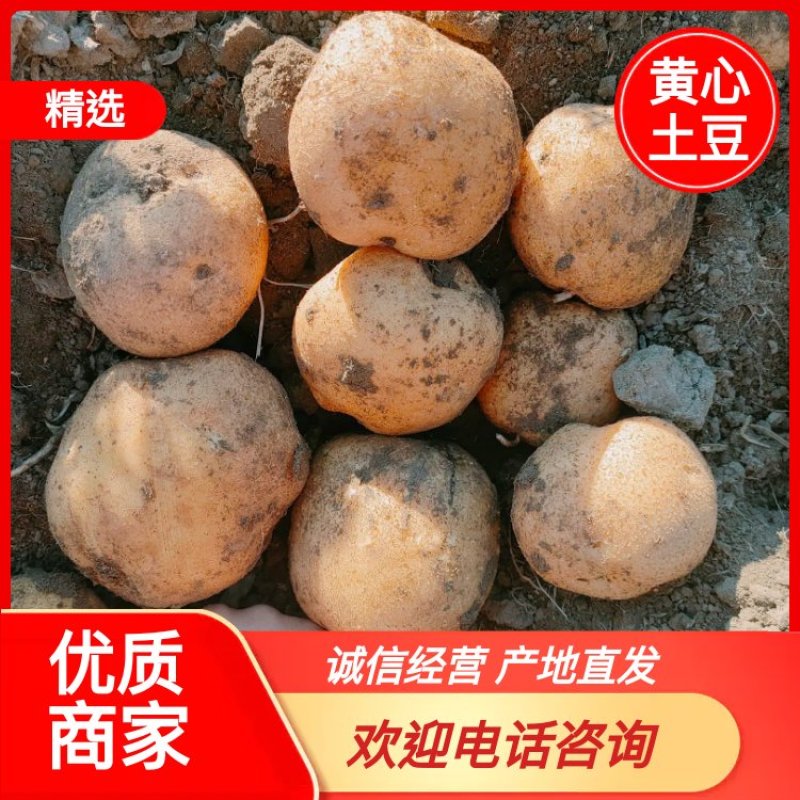 吉林扶余黄心土豆，延薯十三产地直发，货源充足，保质保量