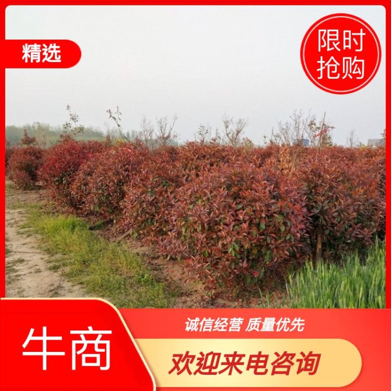 [精选]红叶石楠球大量上市啦量大从优欢迎咨询