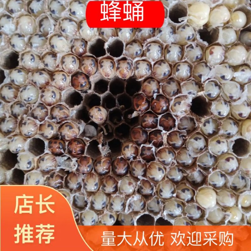 贵州大方县蜂蛹，鲜活油炸，水分足干金黄香脆每袋一斤装包邮