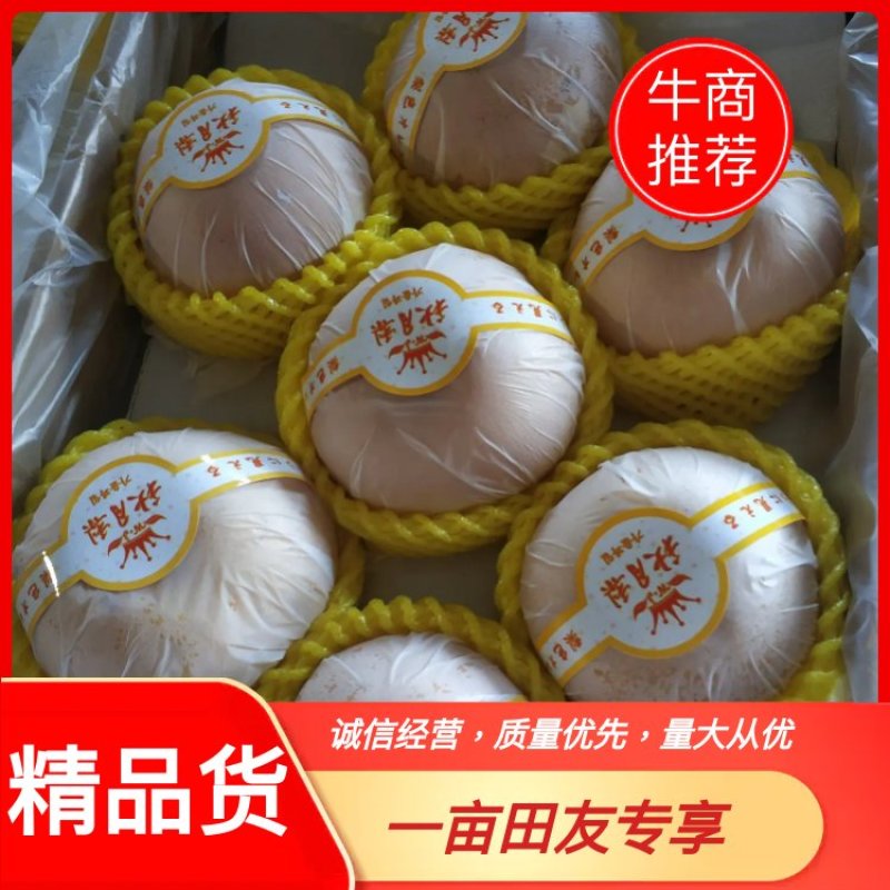 精品秋月梨大宗批《产地大量一件代发》秋月梨。电商，微商，