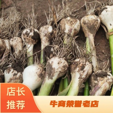 东北鲜青蒜头，陆地大蒜头，淹咸蒜，唐蒜大量有货