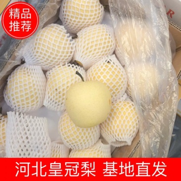 河北【精选】纸袋黄冠梨色泽好果点小个头大味很甜