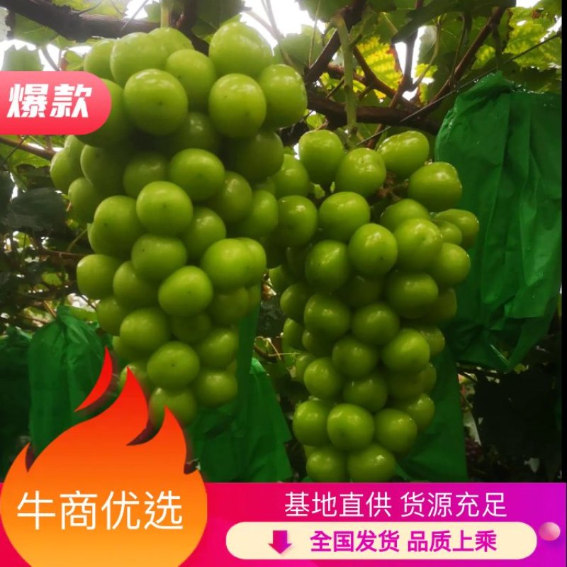 阳光玫瑰葡萄