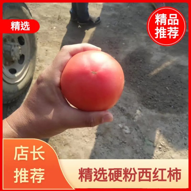 山东西红柿硬粉西红柿弧三以上一手货源支持各种包装