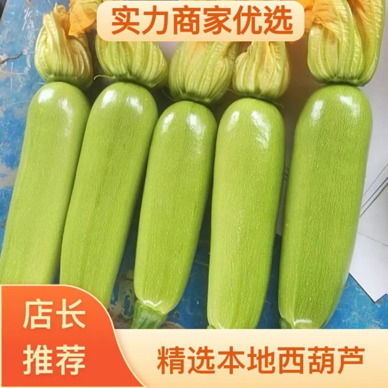 绿皮西葫芦山东西葫芦大量供应产地直发质量保证价格便宜