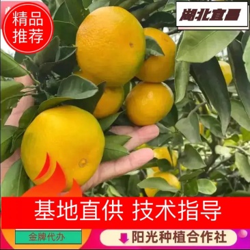 宜昌蜜橘自产自销品质保证价格实惠整车发货坏果包赔包换
