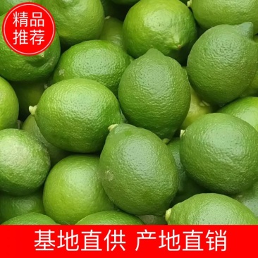 青柠檬大量上市产地直销一手货源欢迎老板进行采购