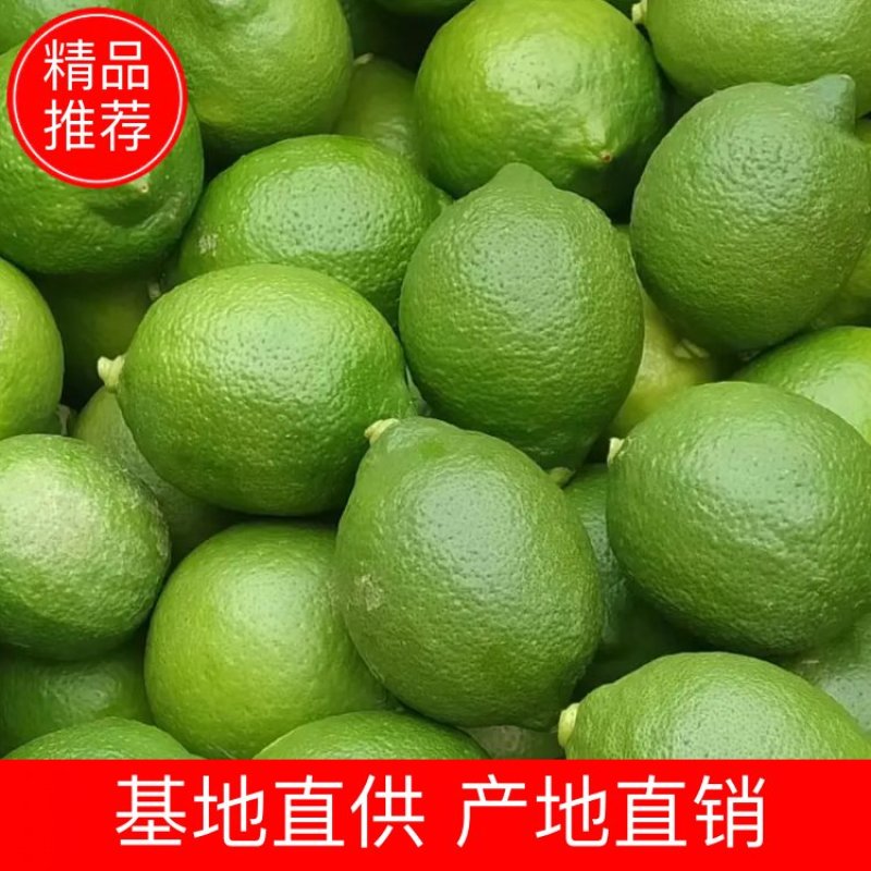 青柠檬大量上市产地直销一手货源欢迎老板进行采购