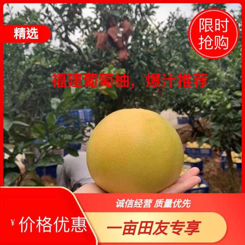 福建葡萄柚，爆汁推荐全网接单甜营养价值高