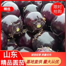 紫光圆茄，新茄上市，提供各种精品包装，供应各大超。