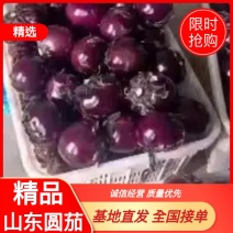 紫光园茄，新茄上市，货源充足，供应全国各大超市，精品包装