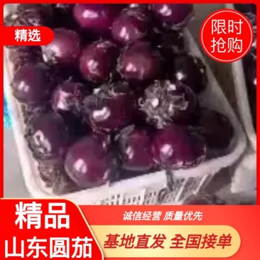 紫光园茄，新茄上市，货源充足，供应全国各大超市，精品包装