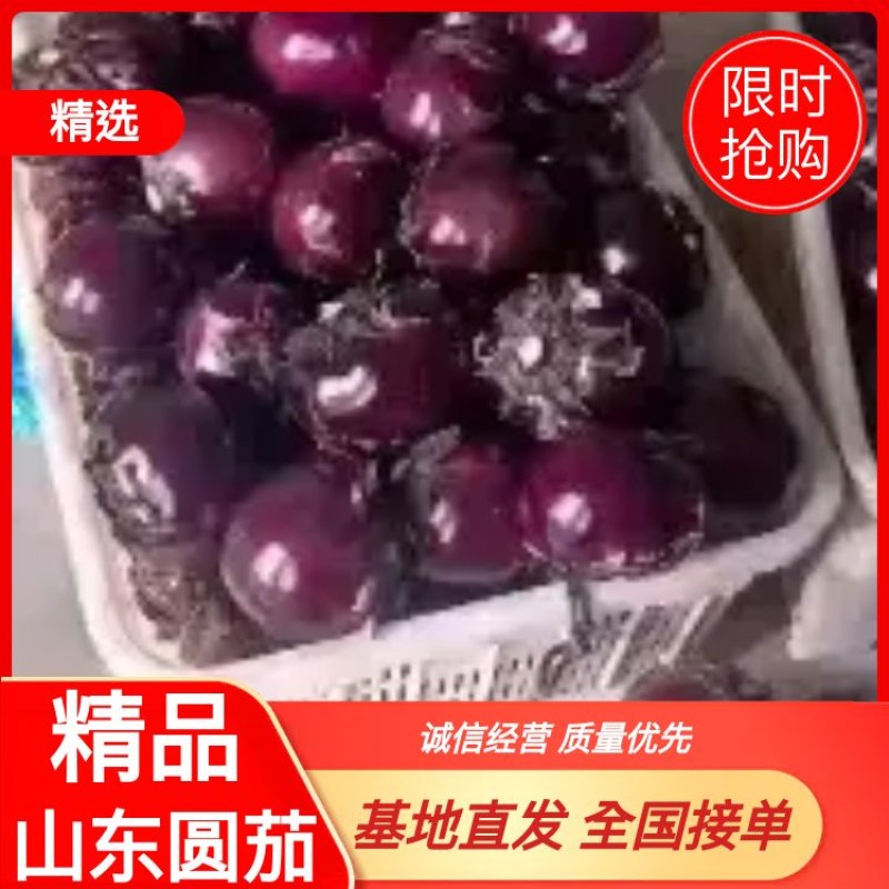 紫光园茄，新茄上市，货源充足，供应全国各大超市，精品包装