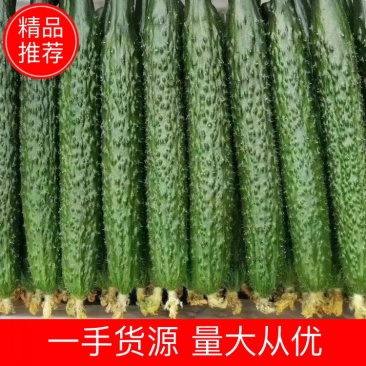 密刺黄瓜，鲜花带刺，中小条黄瓜，精品包装，代发全国各地