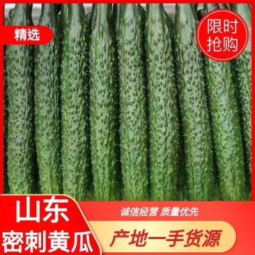 精品黄瓜，黑亮，大量供应，条直，货源充足，精品包装