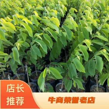 精品释迦苗，品质保证，一手货源，管理简单
