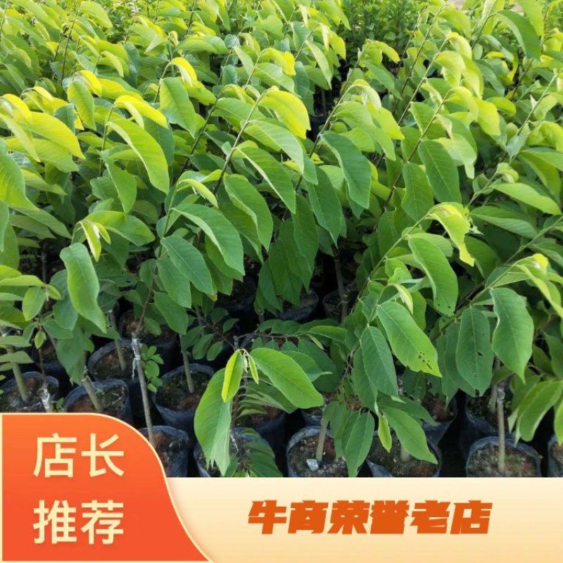 精品释迦苗，品质保证，一手货源，管理简单