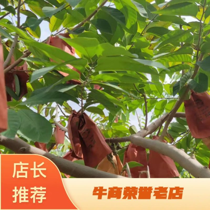 云南省元谋精品释迦果，产地直发，一手货源