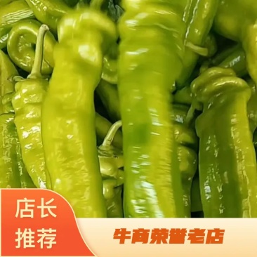 精品尖椒大量上市。货源充足，品质保证，价格低廉