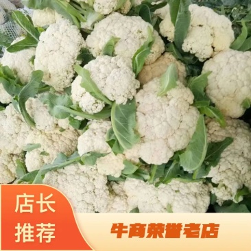 精品机菜花。白面青梗松花菜。质量保证，价格低廉。货源充足