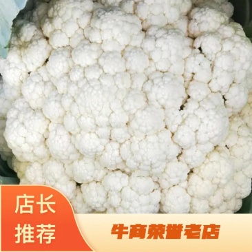 菜花，有机菜花，青梗，白面，产地直供，量大