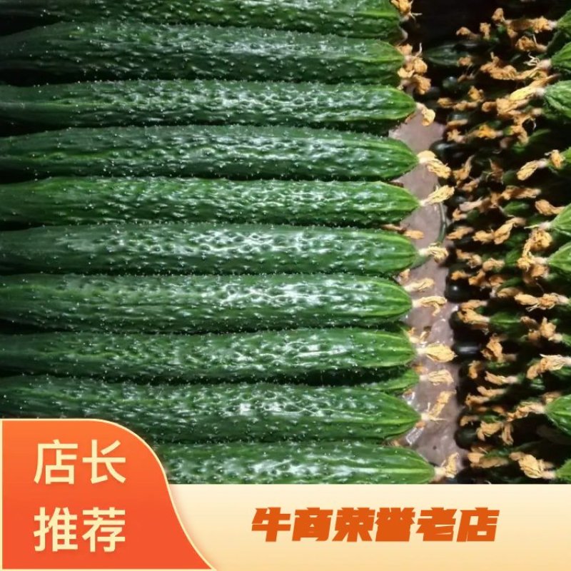 精品密刺鲜花黄瓜，顶花带刺，货源充足，品质保证。价格低廉