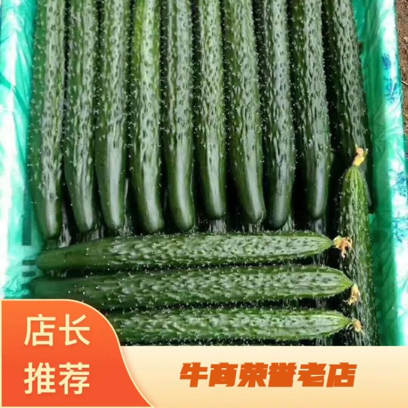 精品密刺鲜花黄瓜。顶花带刺，货源充足，品质保证。价格低廉
