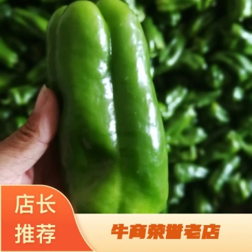 精品太空椒大量上市。个头均匀。品质保证。货源充足。价格低