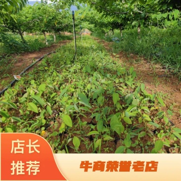 释迦苗可预订释迦果苗成活率高提供技术指导