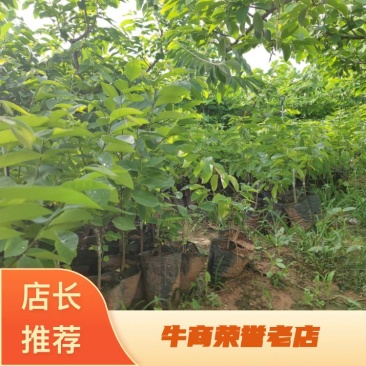精品释迦苗，品质保证，一手货源，管理简单