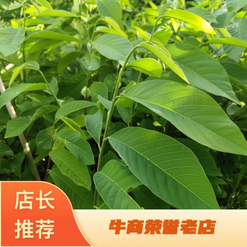 凤梨释迦杯苗一年苗带杯发货后期支持技术指导